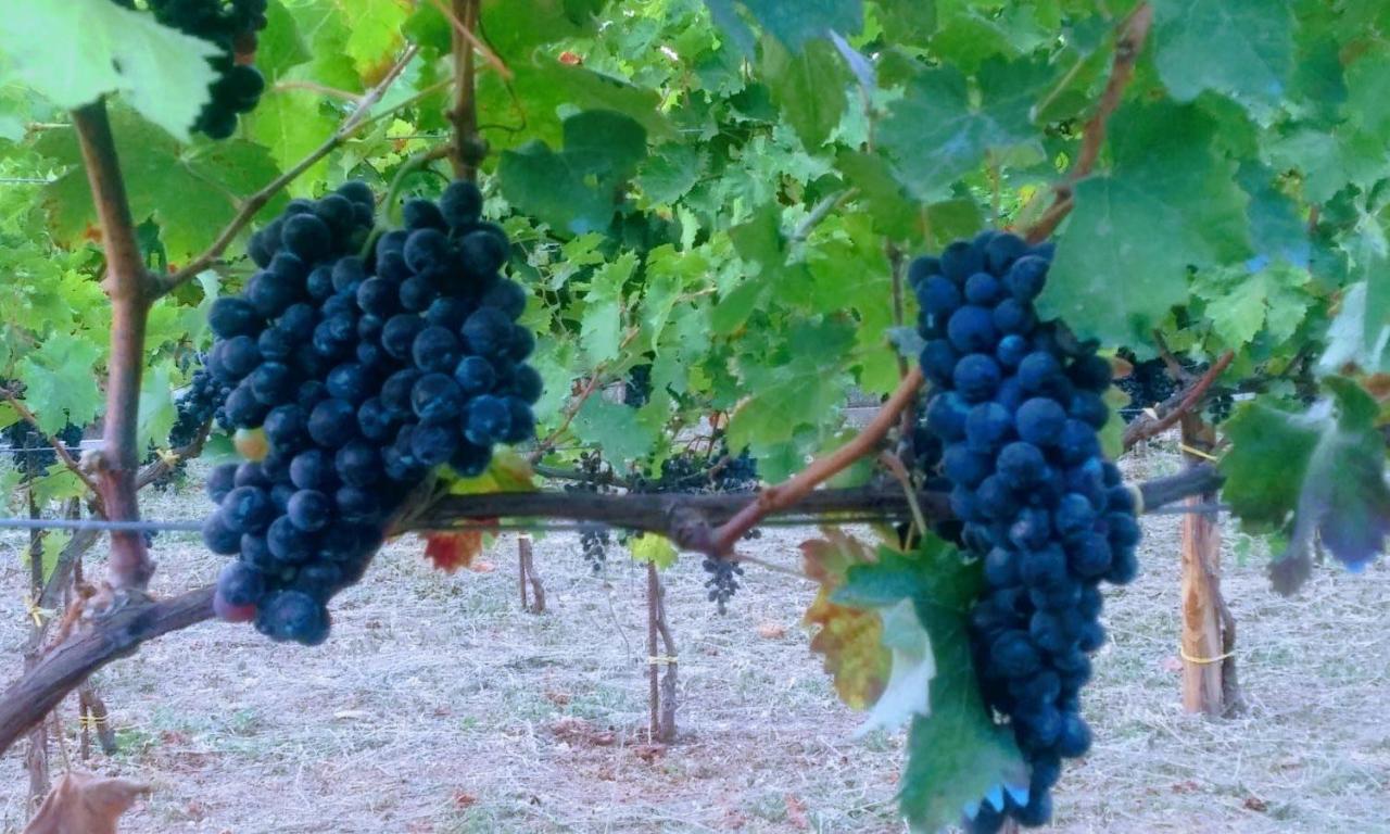 Contrada Vigna Bed & Breakfast Vietri Екстериор снимка